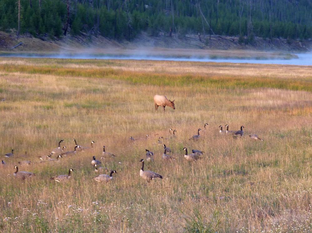 Yellowstone (55).JPG